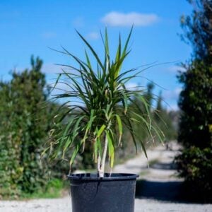 Dracena marginata