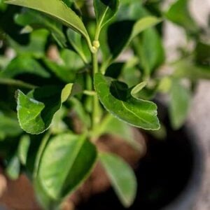 Euonymus japonicus