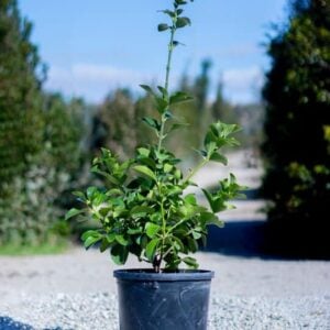 Euonymus japonicus