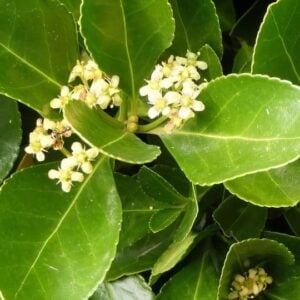 Euonymus japonicus