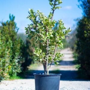 Euonymus japonicus’Kathy’