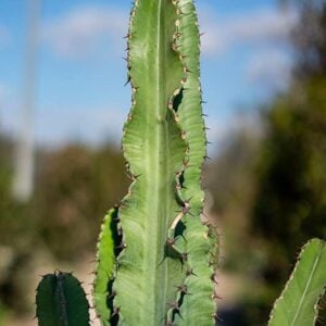 Euphorbia erythraea