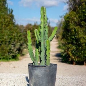 Euphorbia erythraea