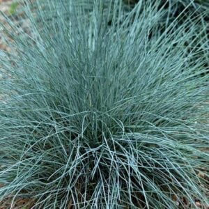Festuca glauca