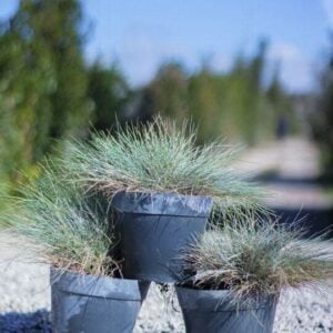 Festuca glauca