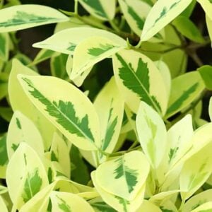 Ficus exsotica