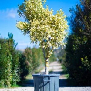 Ficus exsotica