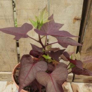 Ipomea batatas
