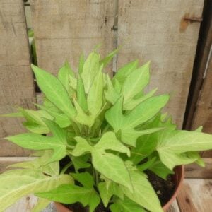 Ipomea batatas