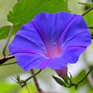 Ipomea indica