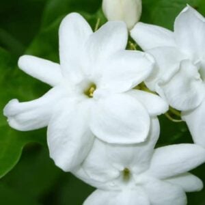 Jasminum sambac