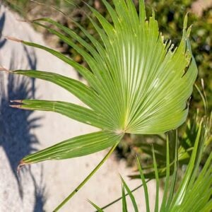 Latania Loddigesii