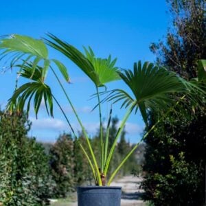 Latania Loddigesii