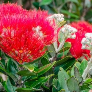 Metrosideros excelsa