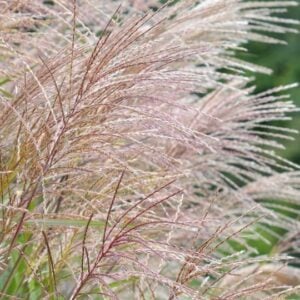 Miscanthus Sinensis