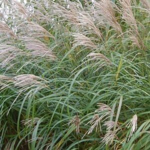 Miscanthus Sinensis