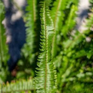 Nephrolepis exaltata