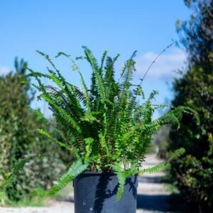 Nephrolepis exaltata