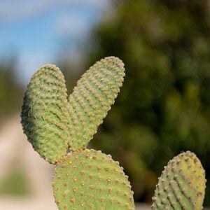 Opuntia microdasys