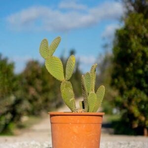 Opuntia microdasys