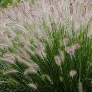 Pennisetum Alopecuroides