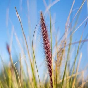 Pennisetum orientalis