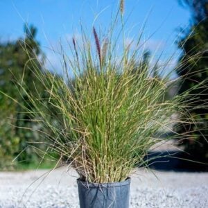Pennisetum orientalis