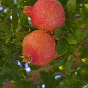 Punica Granatum