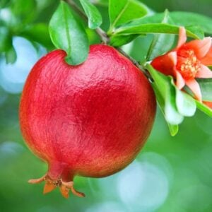 Punica Granatum