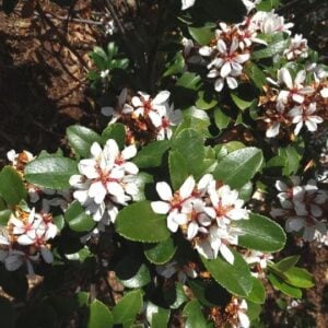 Rhaphiolepis umbellata