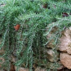 Rosmarinus repens