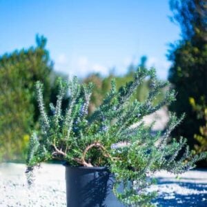 Rosmarinus repens