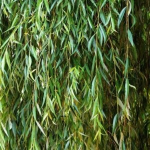 Salix Babylonica