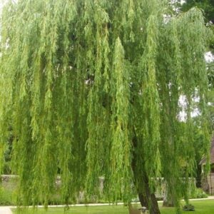 Salix Babylonica