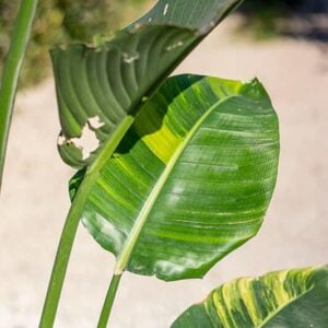 Strelitzia augusta