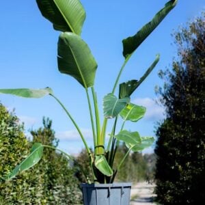 Strelitzia augusta