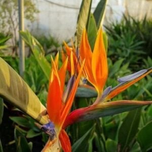 Strélitzia reginae