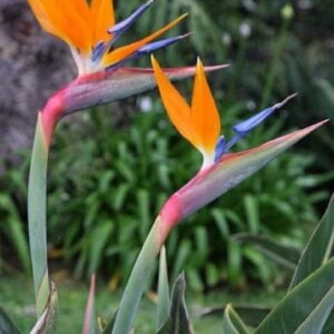 Strélitzia reginae