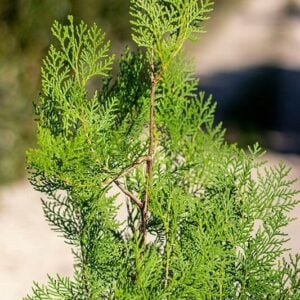 Thuja orientalis