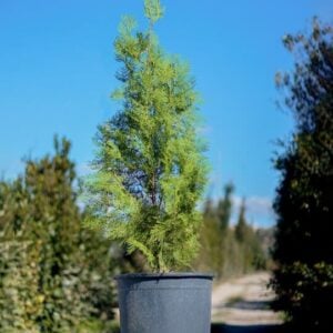 Thuja orientalis
