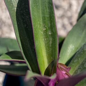 Tradescantia spthacae