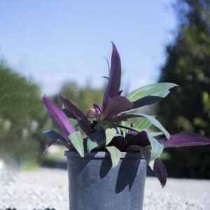 Tradescantia spthacae