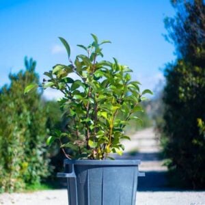 Viburnum lucidum