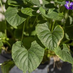 Viola odorata