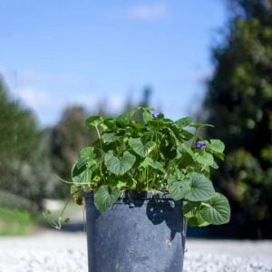 Viola odorata