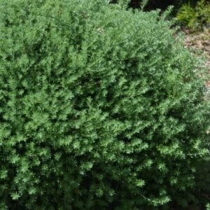 Westringia fruticosa