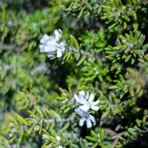 Westringia fruticosa