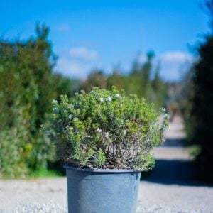 Westringia fruticosa