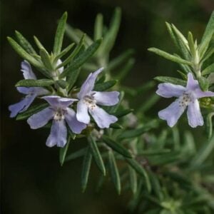 Westringia fruticosa