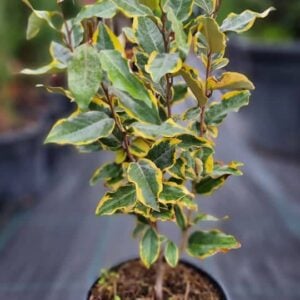 Elaeagnus Ebbingei Aurea